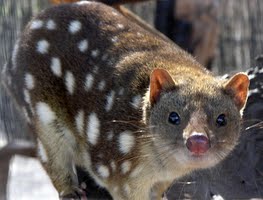 Quoll