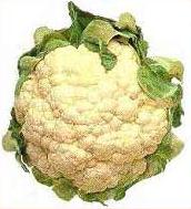 Cauliflower