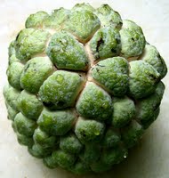 Custard Apple