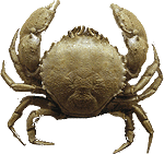 Crab