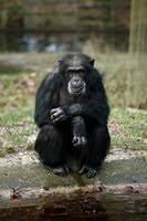 Chimpanzee