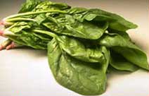 Spinach