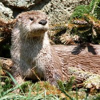 Otter