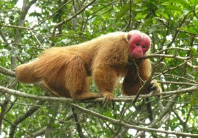 Uakari