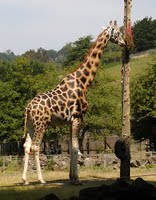 Giraffe