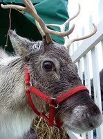 Reindeer