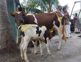 Mattu Pongal (Cow & Calf)