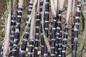 Sugarcane