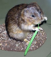 Vole