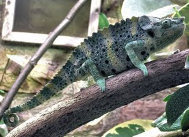 Chameleon