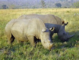 Rhinoceros