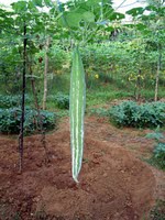 Snake Gourd